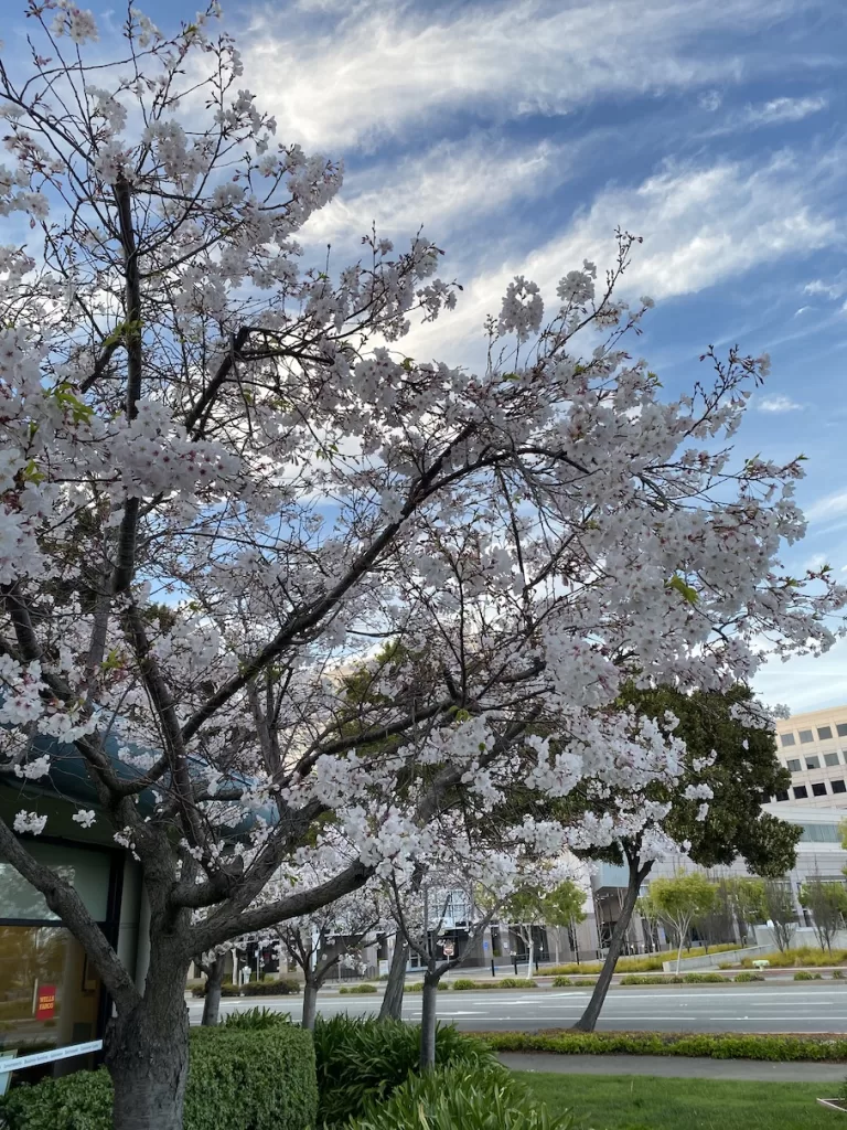 foster city parks and lagoon