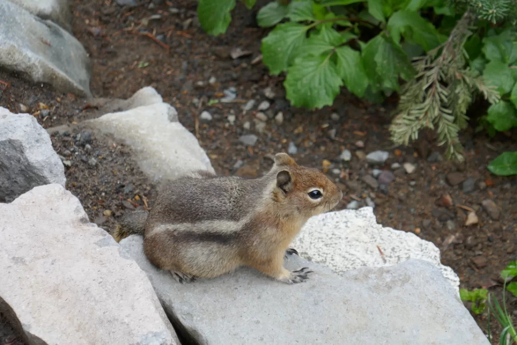 mount rainier national park jul 2023