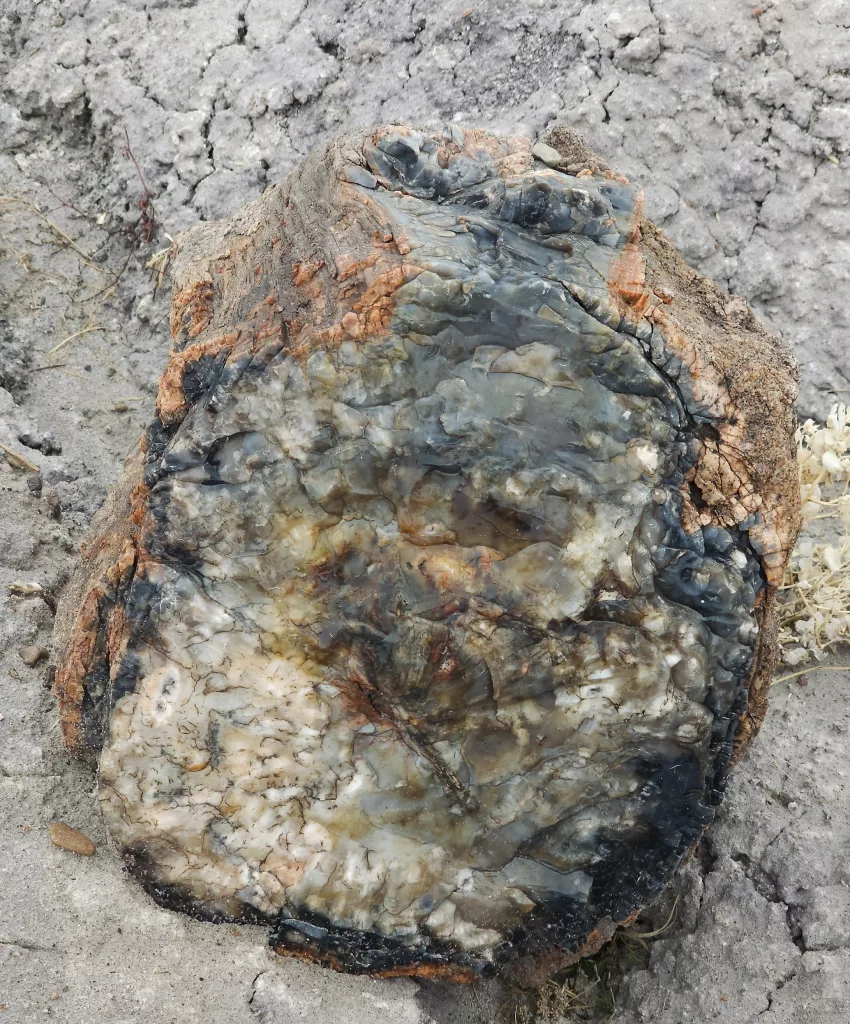 Petrified wood at the Petrified Forest National Park Dec 2023