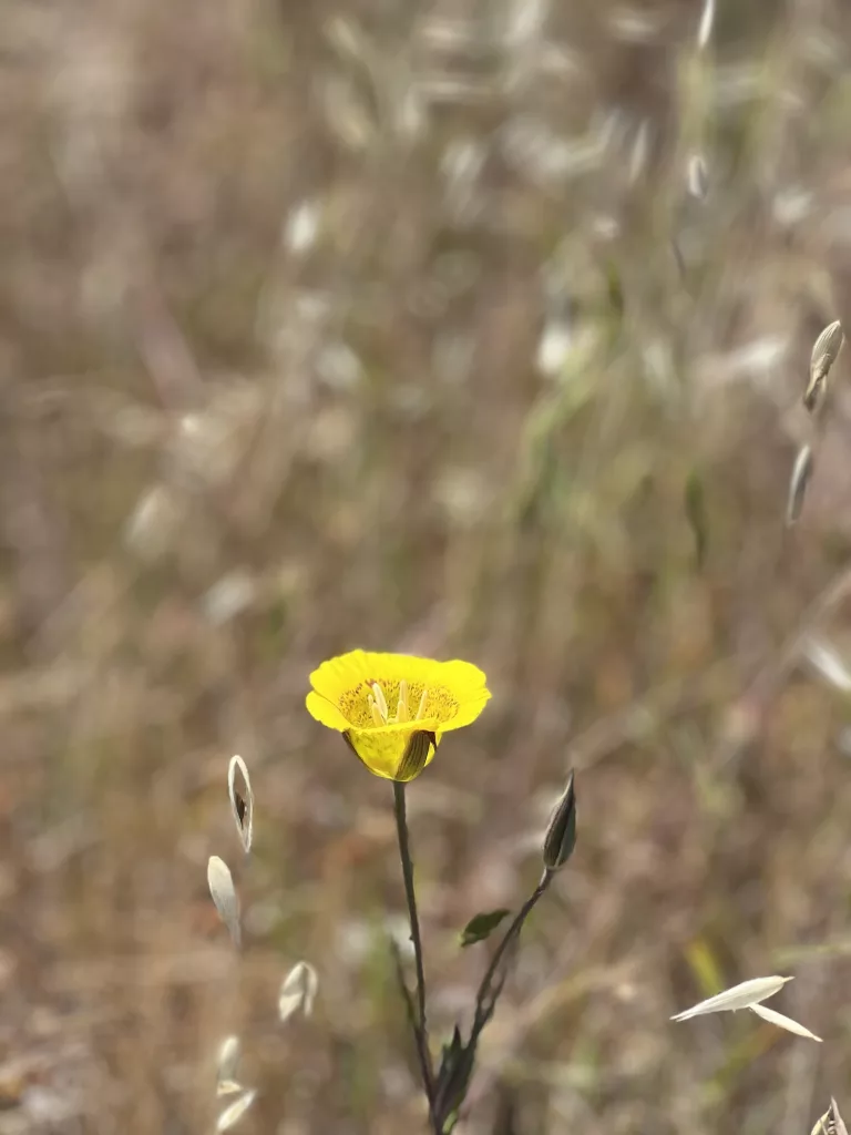 California flowers 2