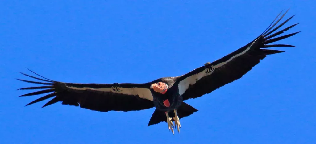 california condor in flight